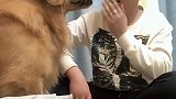 金毛轮胎守着怀孕妈妈，爸爸想摸宝宝，轮胎直接抠眼睛