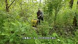 林区跑山处处有惊喜，这榆黄蘑太好了，你们吃过么？