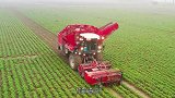 你知道什么是甜菜收割机吗？全机械化收割甜菜，效率远高于人工