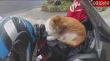 摩托车上长猫了！猫：有事吗没事我继续睡了，别撸我了！
