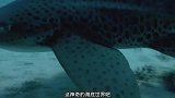 八爪章鱼伪装成珊瑚伏击鲨鱼，厉害了