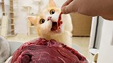 给猫吃2000元进口鹿肉干，嫌贵买肉自己做，猫：您这是烧砖呢