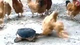 乌龟缩头不是孬，把握之后放大招