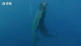 抹香鲸能潜入深海2000米，为什么造价600亿的核潜艇，却不行？