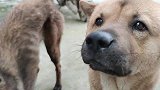养了快一年的马犬，现在没时间养想出手，太听话懂事舍不得