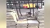 你以为我跟你一样傻呢？我可是最聪明的狗狗—边牧！