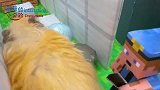 仓鼠小脑袋瓜子有多好使？被“我的世界”迷宫困住，过程太治愈了
