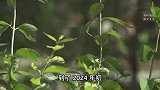 转给怀有双胞胎的准儿媳80万！还没结婚却被警方带走，一查傻眼