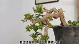 趣味性分享，修剪一对双盆景，造型又分三种制作方法