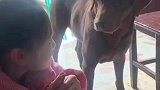 狗狗盯着小主人手上的食物口水流一地