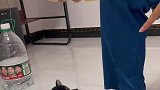 小柴犬吃饭时一点都不乖，都急得叫出鸟叫了