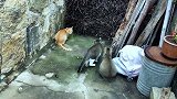 养了6只猫的农村“毙鼠山庄”，今天来了位贵客，猫咪们夹道欢迎