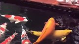 日本人非常痴迷于锦鲤，成色好的锦鲤往往价值不菲
