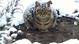狸花猫：雪地里蜷缩着一只孤独的流浪猫，好可怜啊！