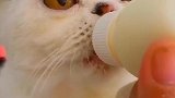 猫：主人对我真好，天天给我喝奶粉！
