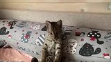 主人用手指去戳小猞猁的脚脚，小猞猁抓起主人的手假装要咬主人