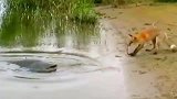 一只狐狸正在钓鱼，它咬住绳子的一端，试图将水里的鲢鱼拖上岸