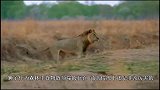 怀孕母狮被鬣狗咬掉尾巴，即将分娩的她被狮爸爸抛弃，太心疼了！