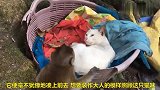 小猴子找大猫玩耍,结果被打了一顿,太无辜了