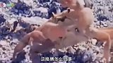 爆笑视频：自断一臂，这螃蟹够狠呐！