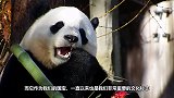 这是我见过的最腹黑的大熊猫，拉臭臭在同伴脸上，还一脸得意模样