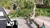 台风过后，路边大树齐齐躺平