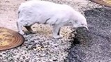 顶级猎手，一个多余动作都没！