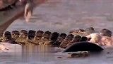 旅游-南非鳄鱼捕到黑斑羚 撕扯扭转场面残忍