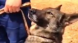 这警犬成精了：犬要有犬样！