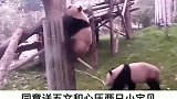 为了熊猫老外拼了