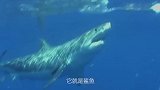 为什么鲨鱼不攻击海豚鲨鱼：不是我不想，而是我不敢
