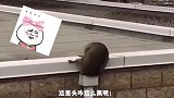 为了救哥哥，小浣也是使出了吃奶的劲，钻落水管安排上
