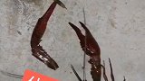 龙虾是最惨的生物了吧？连小蝎子都打不过。