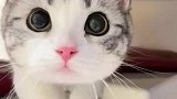 这可爱的小猫咪凑过来，你真的不会心动吗？