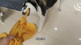 狗狗跟男子嚣张惯了，又去跟女主摆谱，女主一巴掌下去二哈老实了