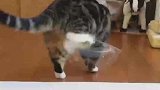 猫之大一碗装不下，我的碗大过来吧