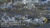 淡水鱼不能在咸水生活，黄河每天冲进海里那么多鱼，它们去哪了？
