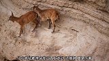 羊在山壁上走动，走下坡时跑得飞快，这是它们的强项