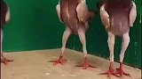 这鸽子咋感觉长得这么奇怪呢