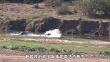 2只河马互看不顺眼，一言不合就是打，太暴躁了！