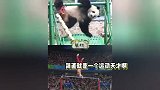 大熊猫萌兰为中国队加油，复刻奥运动作技能点拉满，变“功夫熊猫”