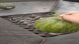 给粉碎机大哥解解渴，两个西瓜下去，我咋还看馋了