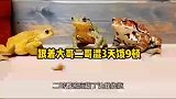 癞老3跟着大哥二哥混，3天饿9顿！