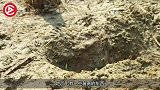 泥地里能长出鸡蛋？里面居然还藏着鱼，这下赚大了！