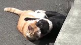 狸花猫：橘猫打不过还打，真是条好汉
