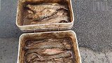 青岛姑娘逛晚市,看到好吃又下饭的老咸鱼,价格比你那里便宜吗？