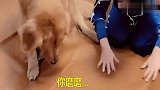 女主人出差回家想亲金毛，金毛按住她的嘴，不给亲
