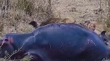 河马下回是真不能来了！