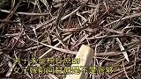 男子是种甘蔗的，女子嫁前问甘蔗是否管够
