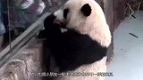 饲养员拿走了熊猫的玩具，熊猫当场变脸，拿竹子都哄不好